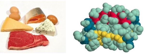 Functions of proteins in the human body. Table with examples for athlete, bodybuilder, nutrition