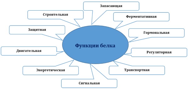 Functions of proteins in the human body. Table with examples for athlete, bodybuilder, nutrition