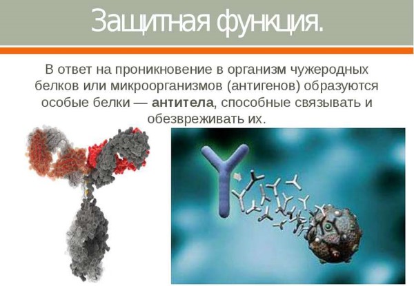 Functions of proteins in the human body. Table with examples for athlete, bodybuilder, nutrition