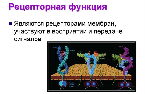 Functions of proteins in the human body. Table with examples for athlete, bodybuilder, nutrition