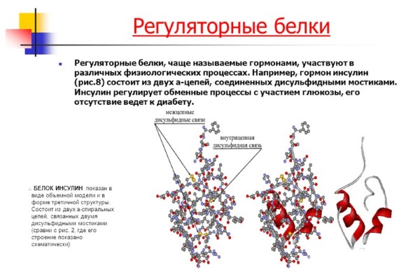 Functions of proteins in the human body. Table with examples for athlete, bodybuilder, nutrition