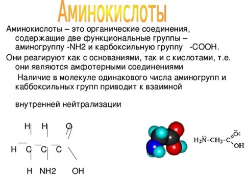 Functions of proteins in the human body. Table with examples for athlete, bodybuilder, nutrition