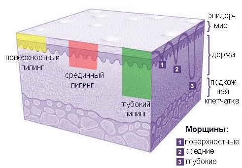 Layers of the human skin epidermis for a beautician. Functions, photo, description