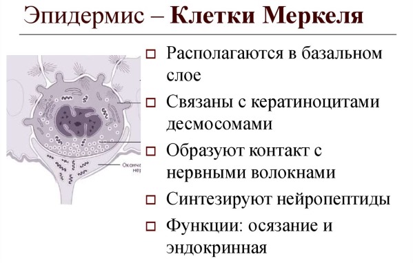 Layers of the human skin epidermis for a beautician. Functions, photo, description