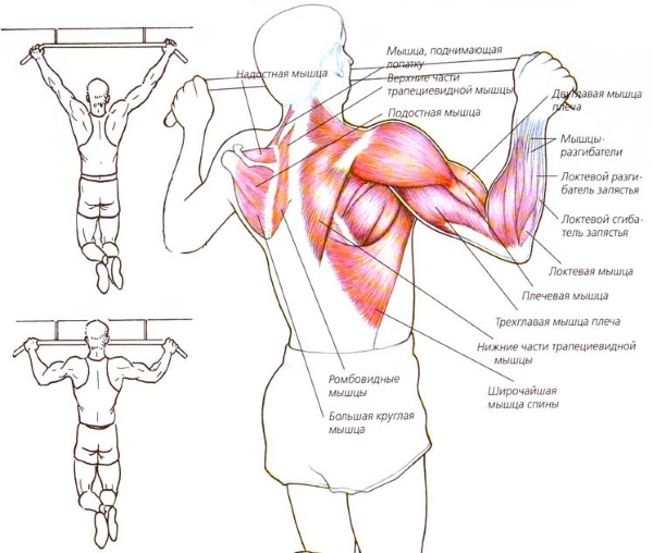 Pull-ups on the horizontal bar. A program from scratch for beginners for 30 days. Table