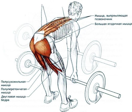 Exercises to remove the sides and stomach for women in the gym, at home