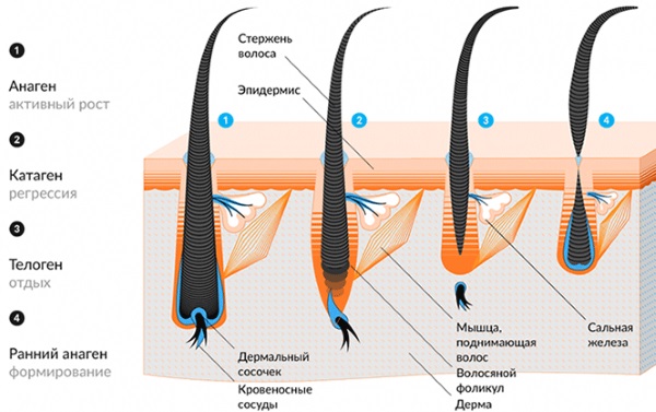 Neodymium laser for facial and body hair removal. Before and after photos, price, reviews