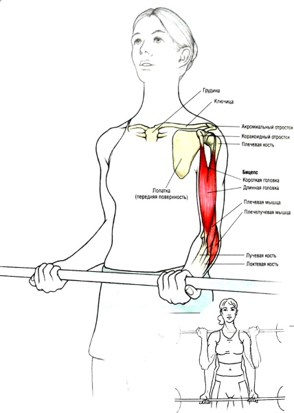 Exercises for biceps with and without dumbbells, on a horizontal bar, with a barbell for girls. Home program