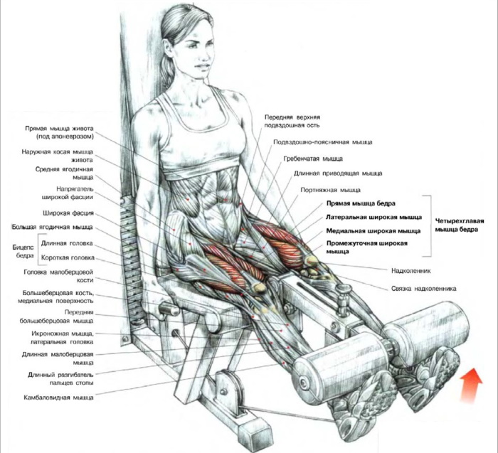 Estensione delle gambe nel simulatore stando seduti, sui quadricipiti, sdraiati. Benefici, tecnica, quali muscoli lavorano