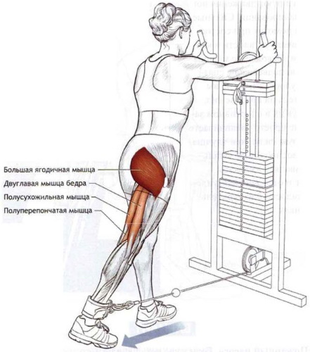 Extension of the legs in the simulator while sitting, on the quads, lying. Benefits, technique, which muscles work