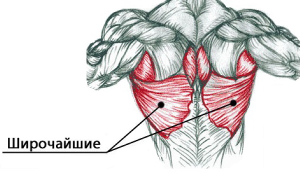 The broadest muscle of the back in women. Structure, functions, exercises at home, in the gym