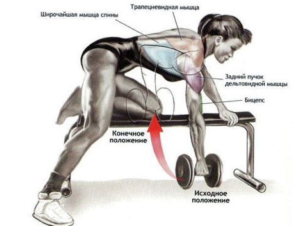 The broadest muscle of the back in women. Structure, functions, exercises at home, in the gym