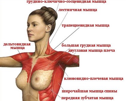 Training of pectoral muscles in the gym for girls for weight, for weight loss