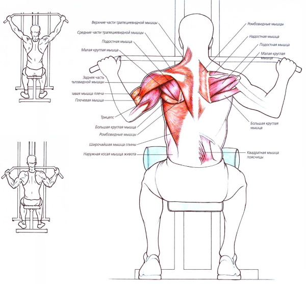 Exercise machine vertical pull. Technique for sitting, on the back, behind the head, with a narrow grip for women