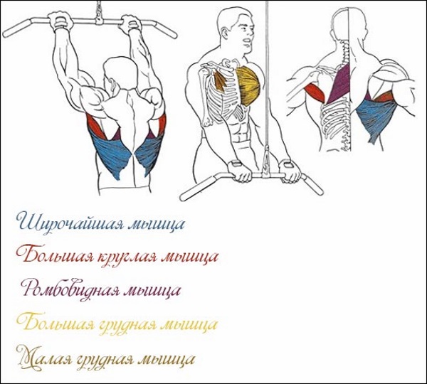 Row of the upper block with a narrow grip to the chest, to the back. What muscles work, technique for girls