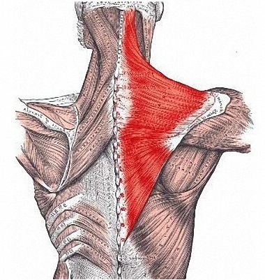 Exercises for the trapezius muscle of the back with dumbbells for women