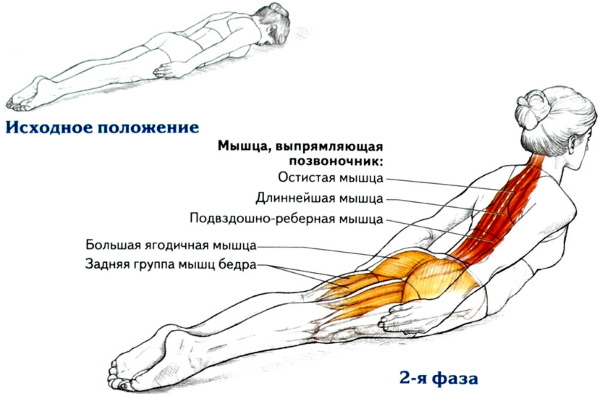 Hyperextension - trainer for the back, abs, strengthening the muscles of the spine, execution technique