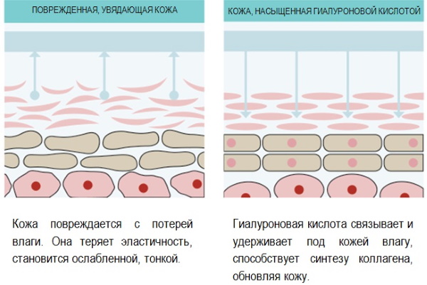 Kosmetik Libriderm. Katalog der Produkte, die besten Cremes, Seren, Bewertungen von Kosmetikerinnen, Ärzten