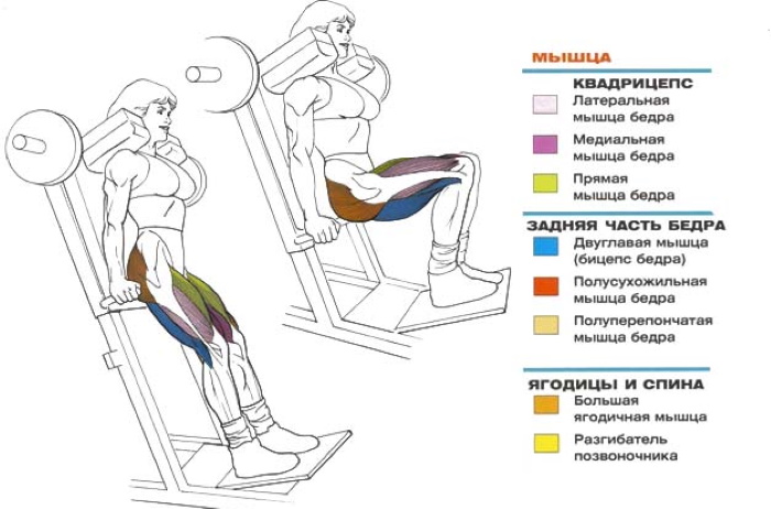 Squats in a hack simulator (machine) with a barbell, reverse, leg press, for the buttocks