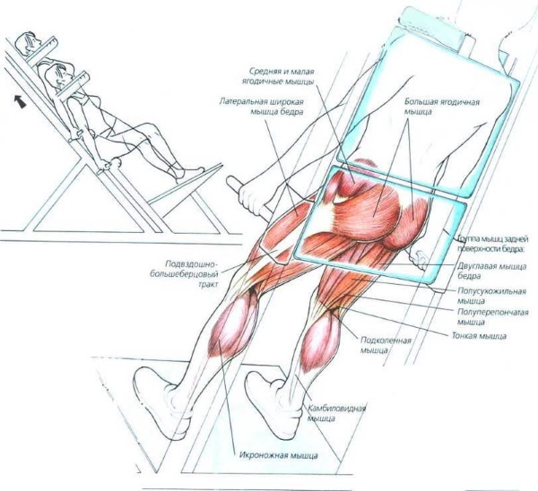 Squats in a hack simulator (machine) with a barbell, reverse, leg press, for the buttocks