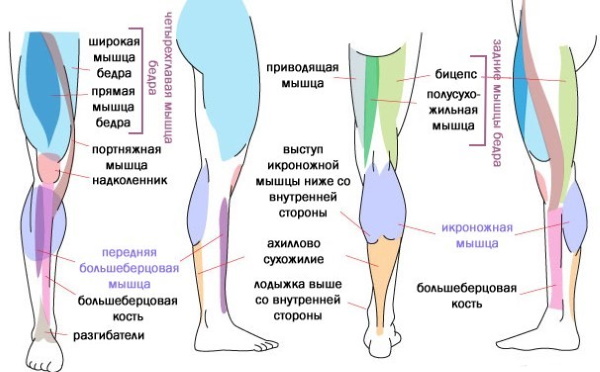 Extension and flexion of the legs in the simulator while sitting, lying, in the machine. Exercise, technique, which muscles work