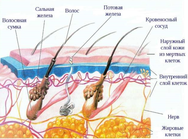 Rivanol for hair removal. Instructions for use, price, analogues, reviews