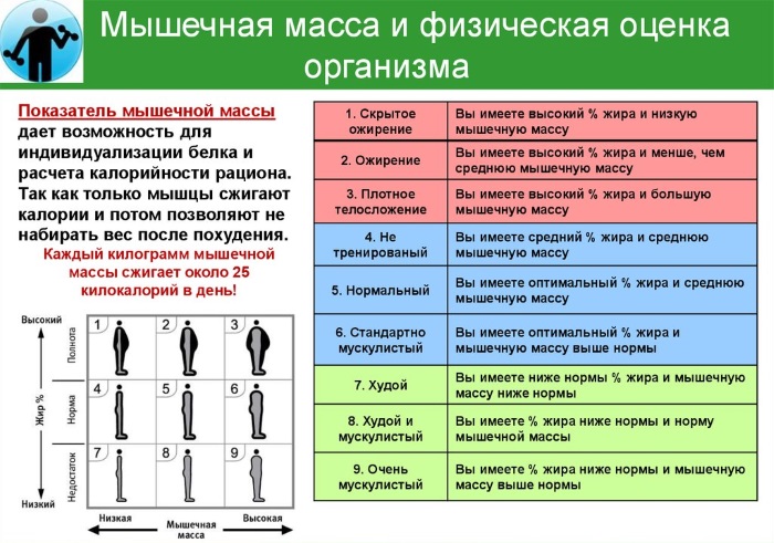 Metabolic age. What is it, how to calculate, reduce