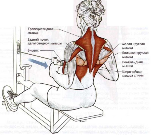 Back pumping in the gym with dumbbells, barbell, elastic band, body weight, on the horizontal bar