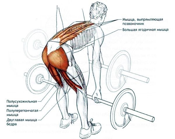 Romanian barbell deadlift for women. Execution technique, which muscles work, effect