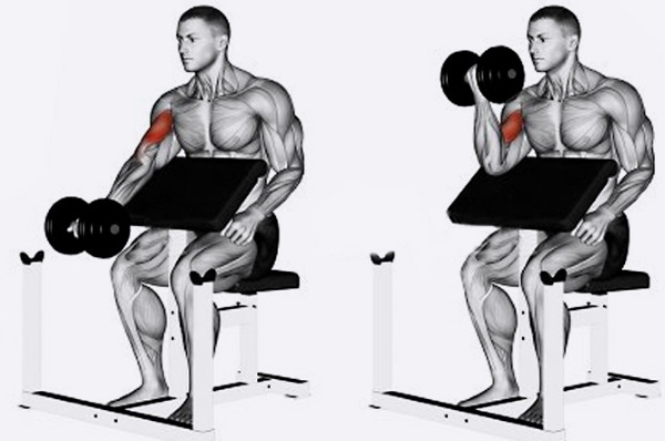 Scott's bench for biceps. Exercises, technique with dumbbells, barbell