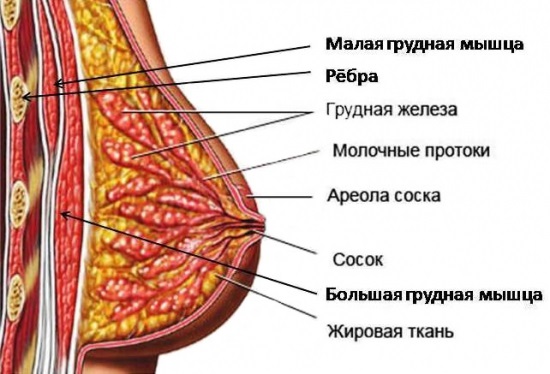 Macchine ginniche per i muscoli pettorali per le donne in palestra. Foto, nomi di esercizi, tipi