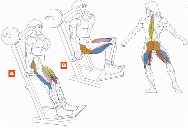 Exercise machines for the buttocks in the gym for girls. Names, how to do, video tutorials