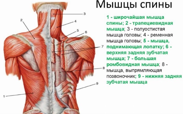 Riga della barra in pendenza alla cintura. Tecnica di esecuzione per ragazze con presa inversa, ampia e stretta, su cui lavorano i muscoli