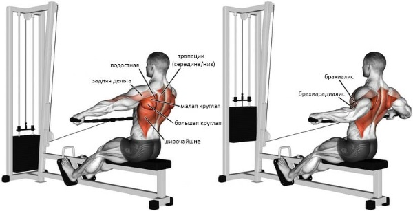 Row of the bar in an incline to the belt. Execution technique for girls with a reverse, wide, narrow grip, which muscles work