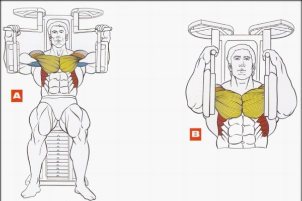 Butterfly exercise for the pectoral muscles. Technique of execution in the simulator, at home