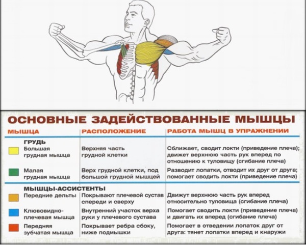 Butterfly exercise for the pectoral muscles. Technique of execution in the simulator, at home