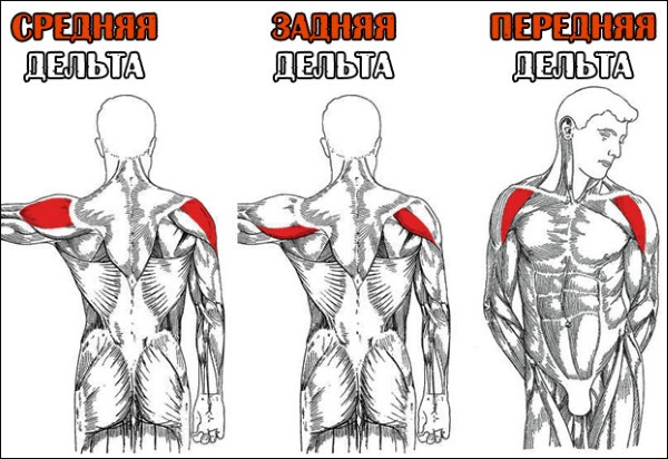 Esercizi per il delta della spalla anteriore per ragazze con isolamento, kettlebell, manubri. Complesso