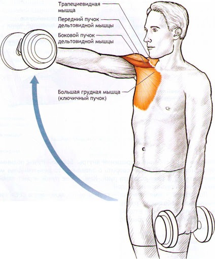 Esercizi per il delta della spalla anteriore per ragazze con isolamento, kettlebell, manubri. Complesso