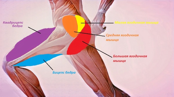 Exercises for the gluteus medius muscle at home, in a gym for women with dumbbells, on a simulator