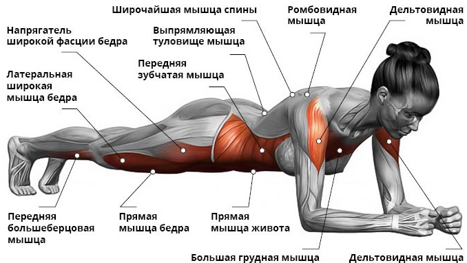 Core muscles. What is it, where are they, exercises for women, how to pump up