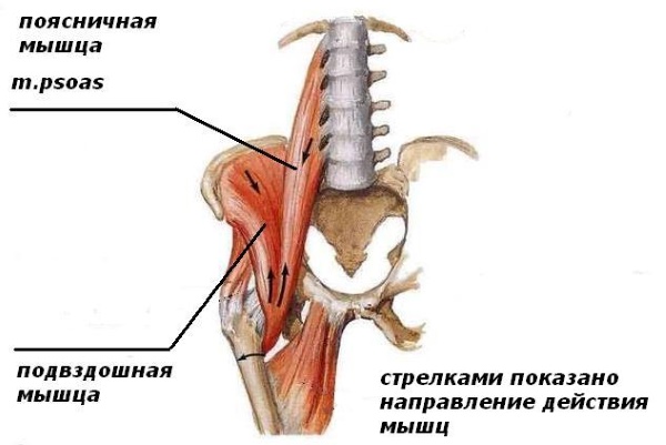 Iliopsoas muscle. Strengthening exercises, stretching, how to pump up