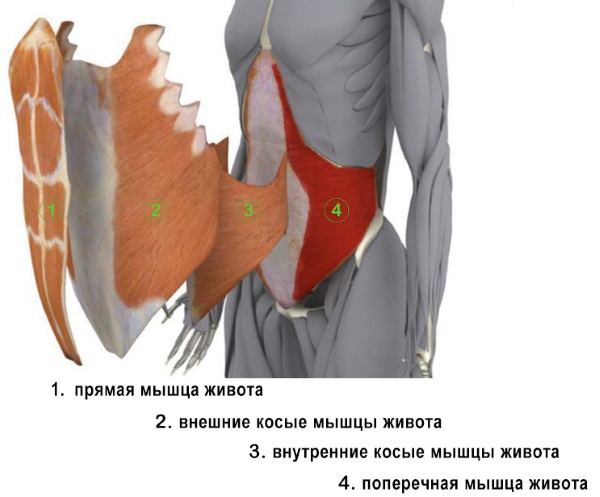 Come pompare il muscolo addominale trasversale. Esercizi di allenamento