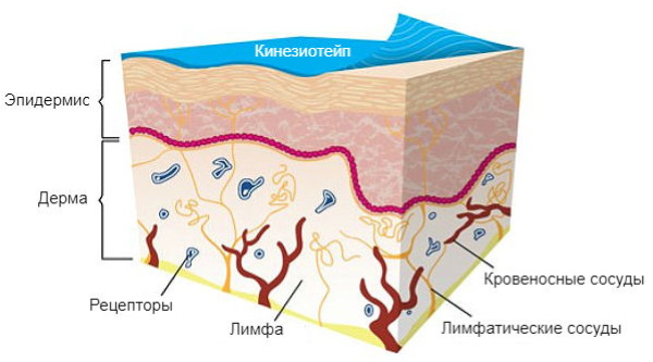 Neck taping for wrinkles, ptosis. What is it, schemes at home