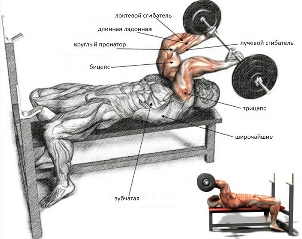 French bench press with a barbell, dumbbells, standing, sitting. Execution technique