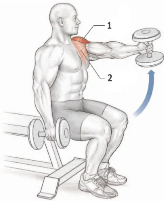 Raising dumbbells in front of you. What muscles work, how to do it while standing, sitting, technique