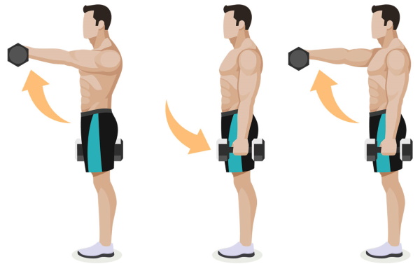 Raising dumbbells in front of you. What muscles work, how to do it while standing, sitting, technique