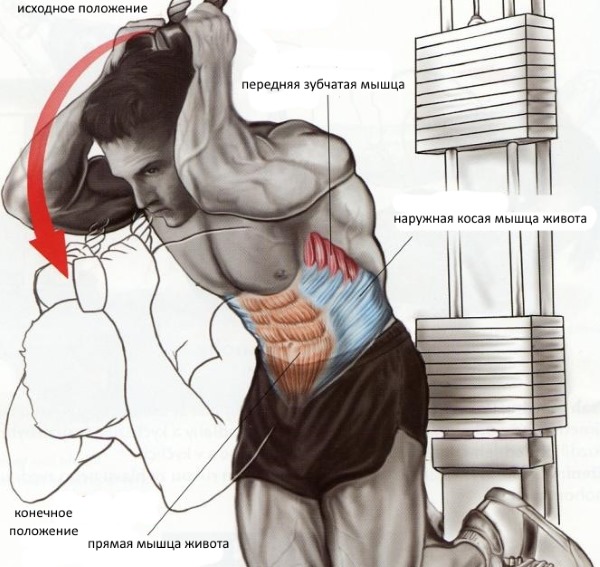 Esercizi sui muscoli obliqui dell'addome per le donne a casa, in palestra