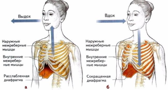 How to breathe correctly when doing push-ups, pull-ups, and other exercises