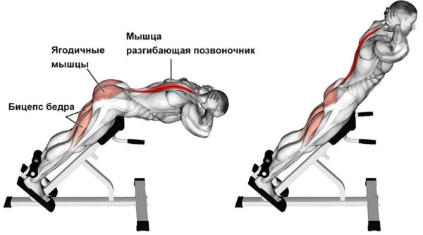 Esercizi per la parte inferiore dei glutei a casa, in palestra con manubri, elastici