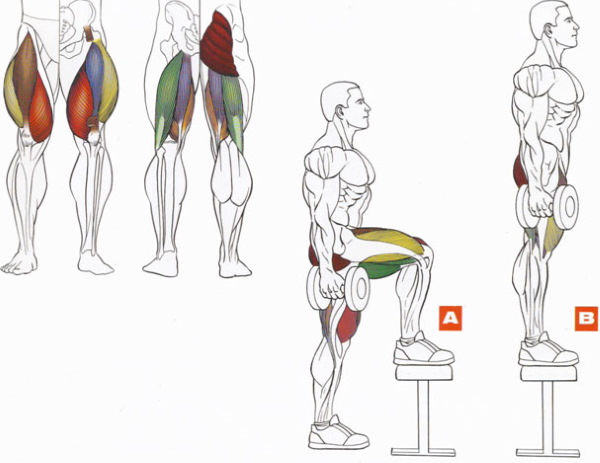 Exercises for the lower part of the buttocks at home, in the gym with dumbbells, elastic bands